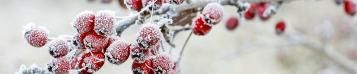 Image for Gardening in January