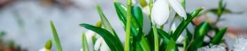 Image for March Gardening: Your Monthly Garden Guide