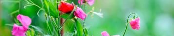 Image for Calendrier du jardin juin 