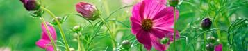 Image for Gardening in July