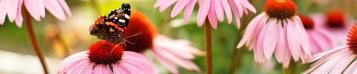 Image for August in the Garden