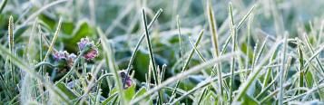 Image for Tips for July gardening in New Zealand
