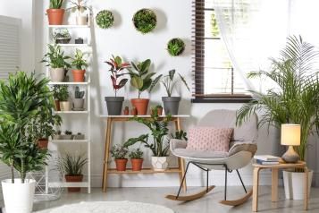 Indoor plant guide