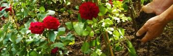 Rosen in Beet pflanzen