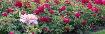 grow roses