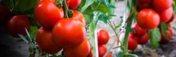 Grow big juicy tomatoes at home