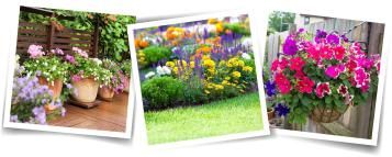 Show off your garden triumphs