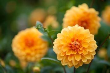 dahlia