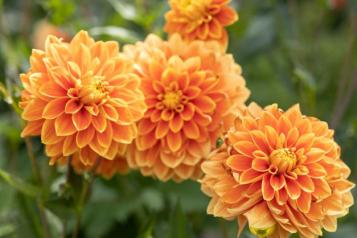 Les dahlias