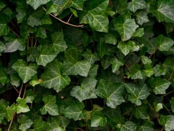 Jak pozbyć się bluszczu z ogrodu