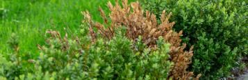 Boxwood Blight