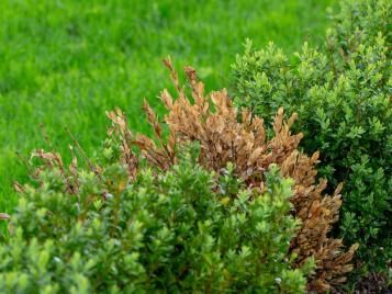 Boxwood Blight