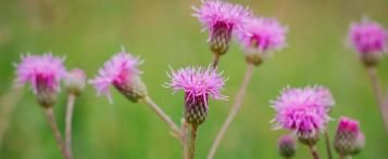 Distel bestrijden – onkruid in de tuin - I Love My Garden
