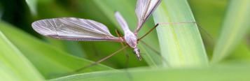 How to identify and get rid of crane flies
