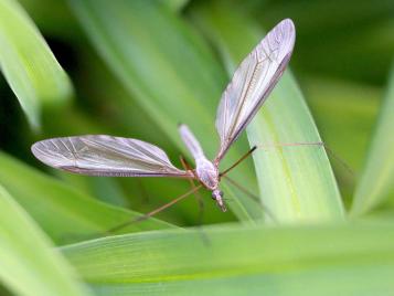 How to identify and get rid of crane flies