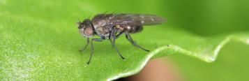 How to control fungus gnats in the home