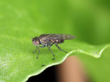 How to control fungus gnats in the home