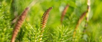 Heermoes in de tuin – Onkruid bestrijden - I Love My Garden