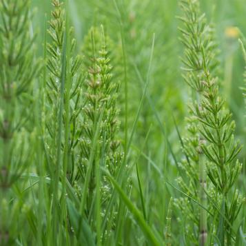 Heermoes bestrijden – Eliminer la prêle - I Love My Garden