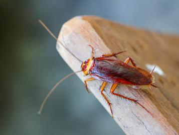 Jak pozbyć się karaluchów i prusaków? | Love The Garden