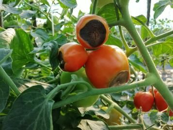 Maladie du cul noir des tomates