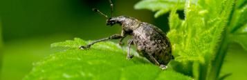 Vine weevil control