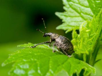Vine weevil control
