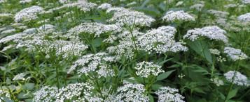 Zevenblad bestrijden – onkruid in de tuin - I Love My Garden