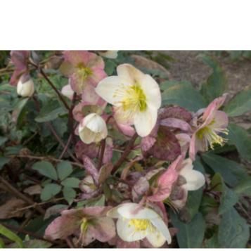 helleborus schaduwplant