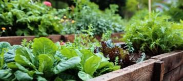 lovethegarden | Scotts NZ