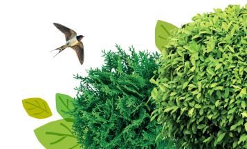 Plants, trees & shrubs