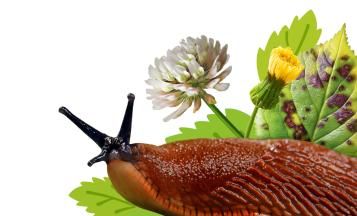 Weeds, pests & diseases