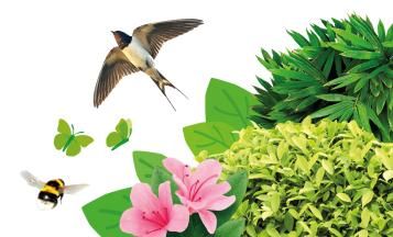 birds and wildlife