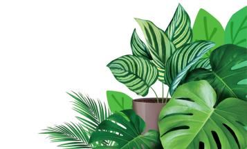 Plantas de interior