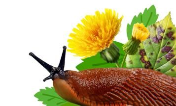 Trucs, conseils et inspiration contre les hôtes indésirables, les maladies des plantes et les mauvaises herbes