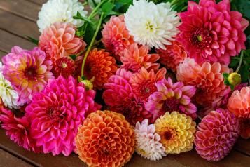 Image for Dahlias