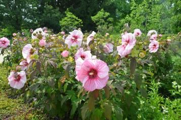 Image for Hibiscus