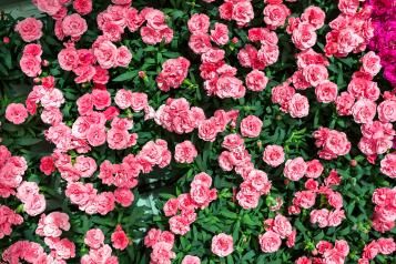 Nelken pflegen, schneiden und düngen