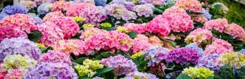 Image for Hydrangea