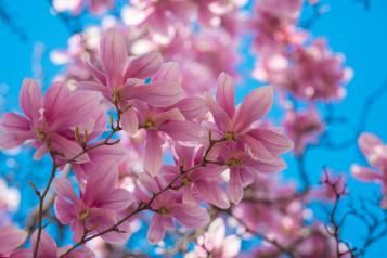Image for Magnolia