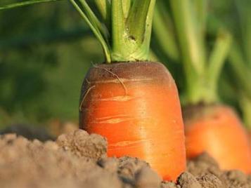 Protéger les carottes au potager