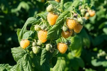 Culture des framboises