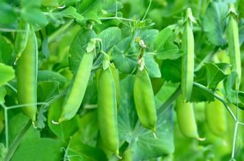 Culture des petits pois