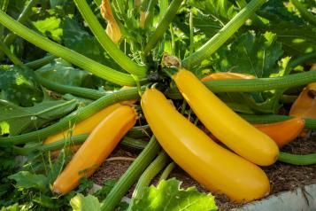 Culture des courgettes