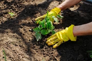 Plantation d'un framboisier