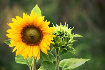 Culture des tournesols