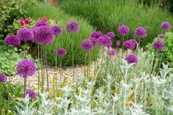 La couleur au jardin