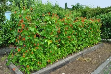 Culture de haricots d'Espagne