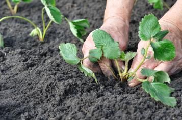 Plantation de fraisiers