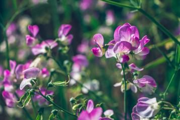 Culture de pois de senteur